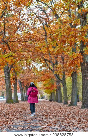 Woman Walking Among Colorful Red And Yellow Foliage Trees In Garden During Autumn At Wilhelm Külz Pa