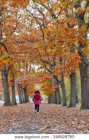Woman Walking Among Colorful Red And Yellow Foliage Trees In Garden During Autumn At Wilhelm Külz Pa