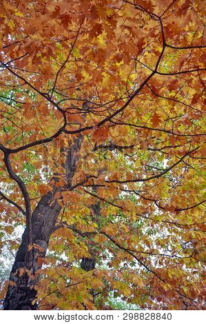 Colorful Red And Yellow Foliage Trees In Garden During Autumn At Wilhelm Külz Park In City Of Leipzi