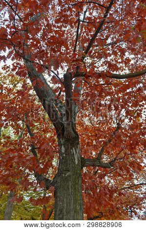 Colorful Red And Yellow Foliage Trees In Garden During Autumn At Wilhelm Külz Park In City Of Leipzi