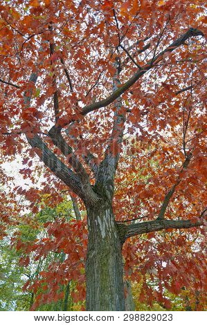 Colorful Red And Yellow Foliage Trees In Garden During Autumn At Wilhelm Külz Park In City Of Leipzi