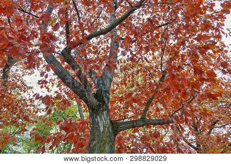 Colorful Red And Yellow Foliage Trees In Garden During Autumn At Wilhelm Külz Park In City Of Leipzi