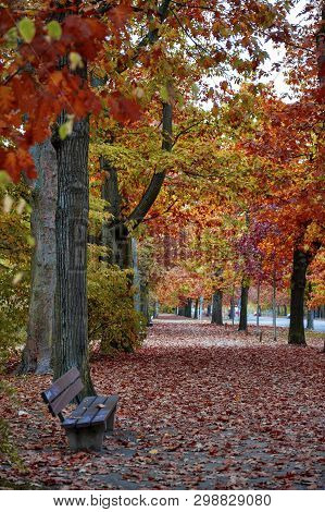 Colorful Red And Yellow Foliage Trees In Garden During Autumn At Wilhelm Külz Park In City Of Leipzi