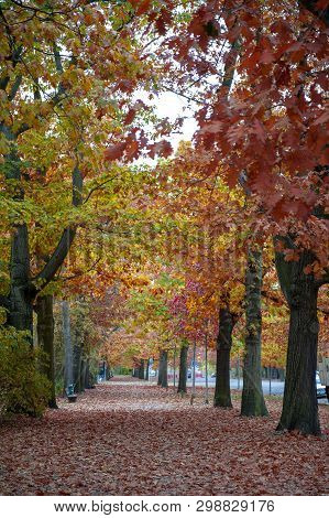 Colorful Red And Yellow Foliage Trees In Garden During Autumn At Wilhelm Külz Park In City Of Leipzi