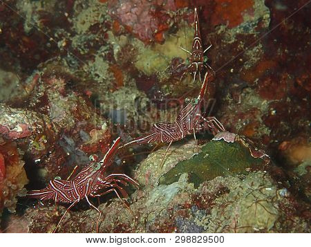 Closeup And Macro Shot Of Hinge-beak Shrimp Rhynchocinetes Durbanensis On Hard Coral During Leisure 