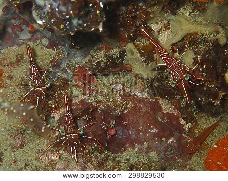 Closeup And Macro Shot Of Hinge-beak Shrimp Rhynchocinetes Durbanensis On Hard Coral During Leisure 