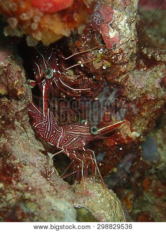 Closeup And Macro Shot Of Hinge-beak Shrimp Rhynchocinetes Durbanensis On Hard Coral During Leisure 
