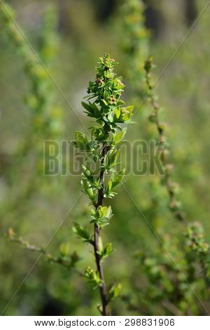 Thunbergs Spiraea - Latin Name - Spiraea Thunbergii