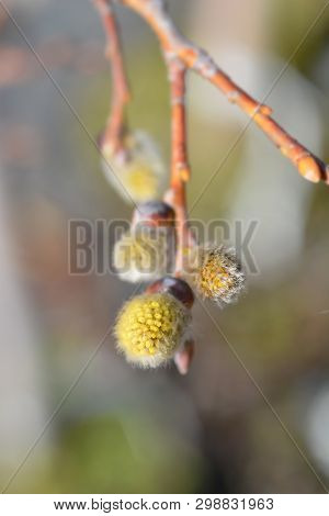 Kilmarnock Willow - Latin Name - Salix Caprea Kilmarnock
