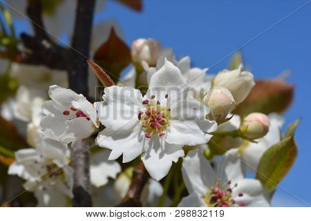 Japanese Pear Hosui - Latin Name - Pyrus Pyrifolia Hosui