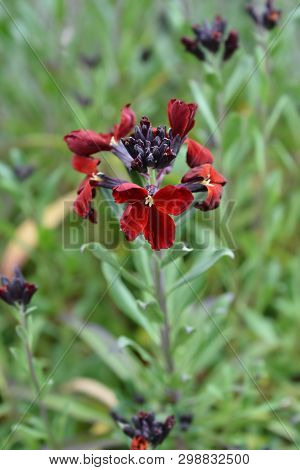 Wallflower Blood Red Covent Garden - Latin Name - Erysimum Cheiri Blood Red Covent Garden