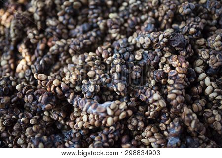 Kopi Luwak Or Civet Coffee, Is One Of The World's Most Expensive And Low-production Varieties Of Luw