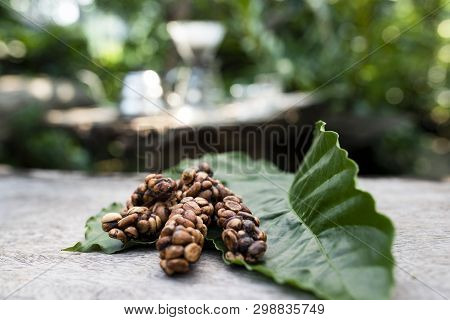 Kopi Luwak Or Civet Coffee, Is One Of The World's Most Expensive And Low-production Varieties Of Luw