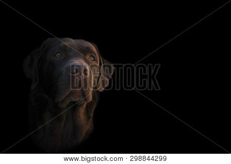 Face Portrait Of Brown Chocolate Labrador Retriever Dog Isolated On Black Background. Dog Face Close