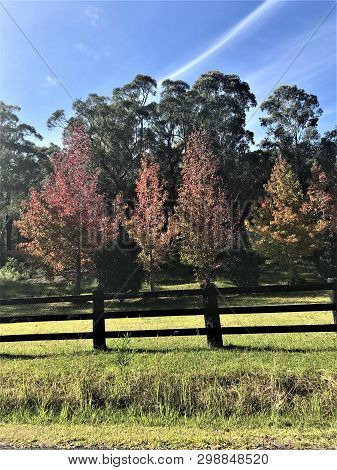 Two Reddish Autumn Trees With Blue Skiy
