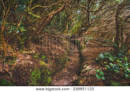 forest in Anaga rural park, Tenerife
