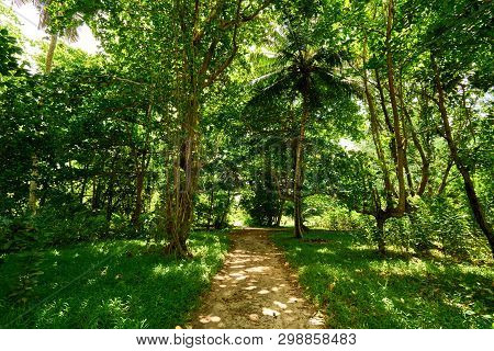 Beautiful Tropical Forest Of Seychelles