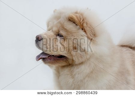 Portrait Of Chow Chow Puppy With Lolling Tongue Close Up. Pet Animals.