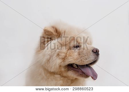 Portrait Of Chow Chow Puppy With Lolling Tongue. Isolated On A White Background. Pet Animals.