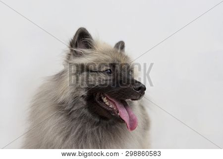 Deutscher Wolfspitz Isolated On A White Background. Keeshond Or German Spitz. Pet Animals.