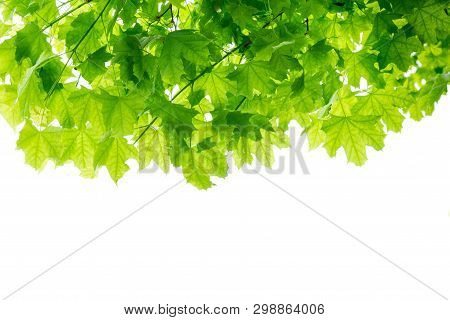Maple Tree Leaves Branches Isolated On White