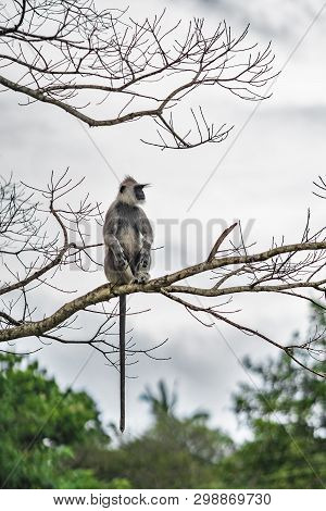 The Monkey From A Sort Langgur, Sits On A Tree And With Severe Looking Surveys Vicinities, Balancing