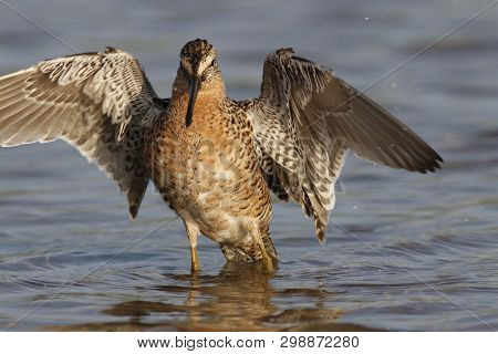 A Short-billed Dowitcher, Limnodromus Griseus With Wings Spread In A Shallow Bay In Florida