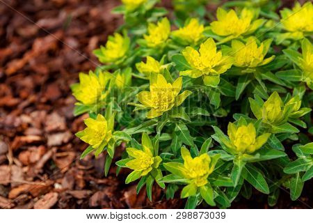 Euphorbia Polychroma Cushion Spurge Flower In Spring