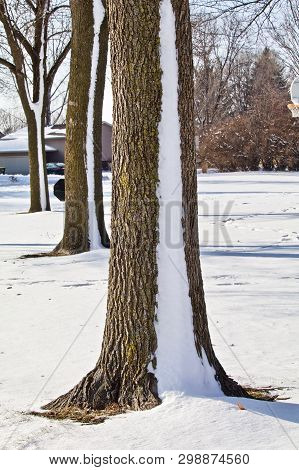 Snow Stripes Run Up A Row Of Trees.