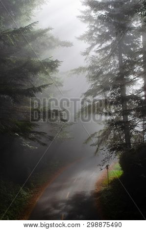 Redwood Forest Road In The Sunny Morning Mist.  Sun, Sunlight Through Trees. Fog Through Pine Trees 