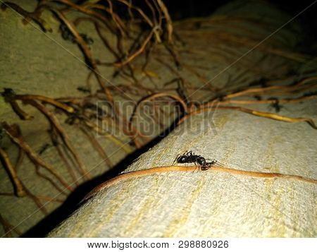 A Picture Of Black Ant On Tree