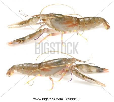 Crevettes vivantes