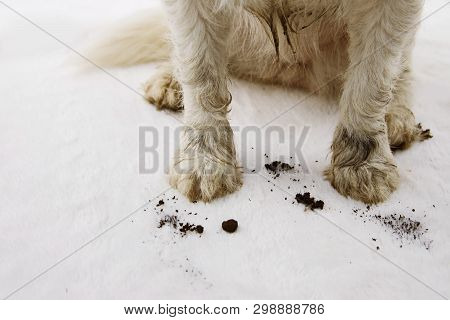 Close-up Dirty And Muddy Dog Carpet At Home.
