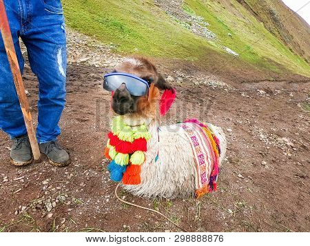 View Of A Funny Alpaca With Sunglasses Around Rainbow Mountain, Vinicunca, Cusco - Peru