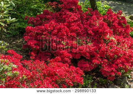 An Azalea Bush Is Thich With Red Blossoms.