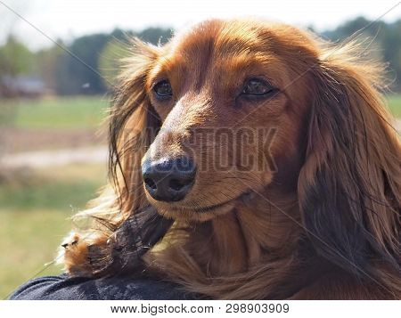 Long Haired Brown Dachshund Outdoors In Springtime