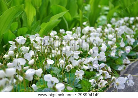 A Lot Of White Flowers Violets Gloriole In The Spring In The Garden With Another Plants