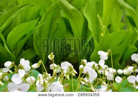 A Lot Of White Flowers Of Violets Gloriole In The Spring In The Garden Next To The Lilies