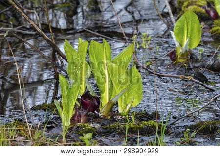 Eastern Skunk Cabbage ,symplocarpus Foetidus,native Plant Of Eastern North America.used  As A Medici