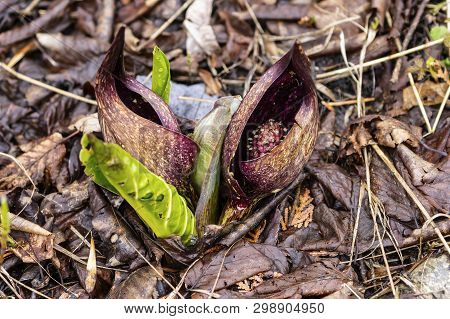 Eastern Skunk Cabbage ,symplocarpus Foetidus,native Plant Of Eastern North America.used  As A Medici