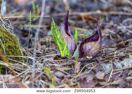 Eastern Skunk Cabbage ,symplocarpus Foetidus,native Plant Of Eastern North America.used  As A Medici