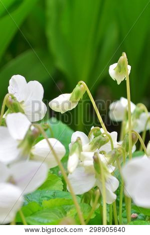 A White Flowers Of Violets Gloriole In The Spring In The Garden Next To The Lilies