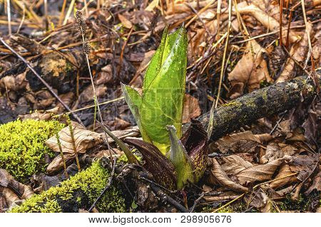 Eastern Skunk Cabbage ,symplocarpus Foetidus,native Plant Of Eastern North America.used  As A Medici
