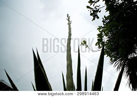 Ground Level View Looking Up At 20ft Tall Pointed Flower Stalk Of The Agave Plant, A Member Of The A