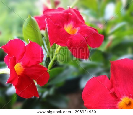 Bright Red Tropical Flower. Mandevilla Dipladenia In Garden