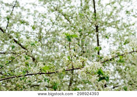 Beautiful white flowers on trees in spring and green leaves