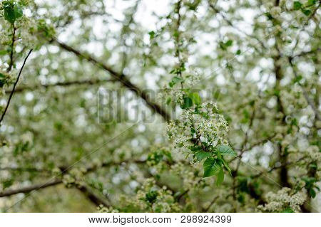 Beautiful White Flowers On Trees In Spring And Green Leaves