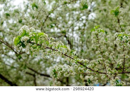 Beautiful White Flowers On Trees In Spring And Green Leaves