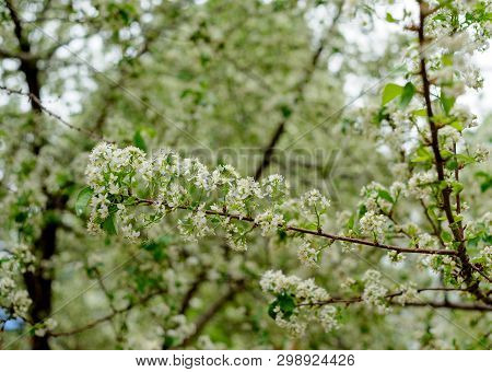 Beautiful white flowers on trees in spring and green leaves