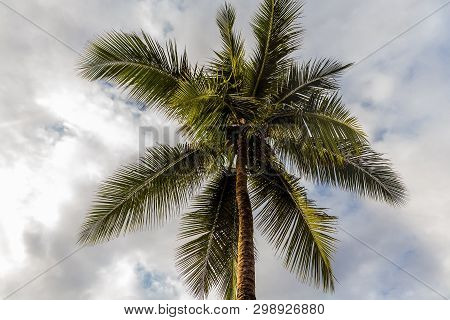 The Top Of A Coconut Palm Tree On The Background Of A Cloudy Sky In Sunny Weather In Africa